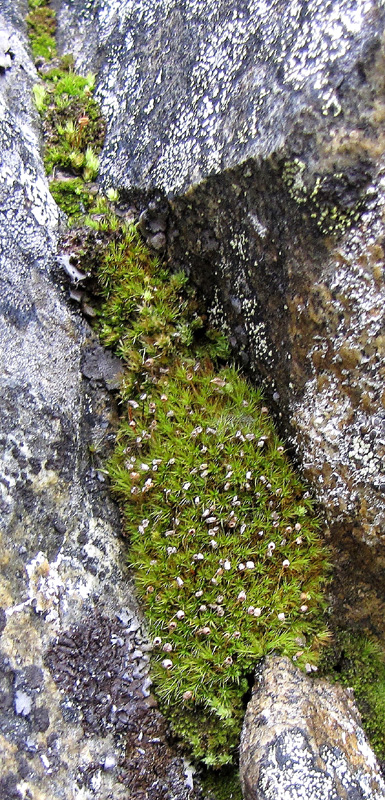 Bartramia ithyphylla